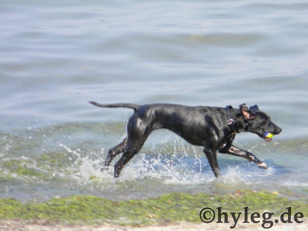 labrador