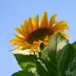 sonnenblume