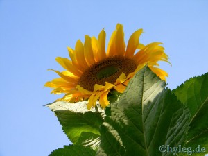 sonnenblume