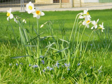 narzissen